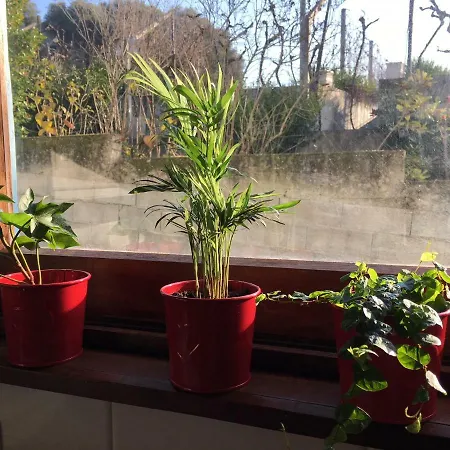 Dom Ruas Peso da Régua