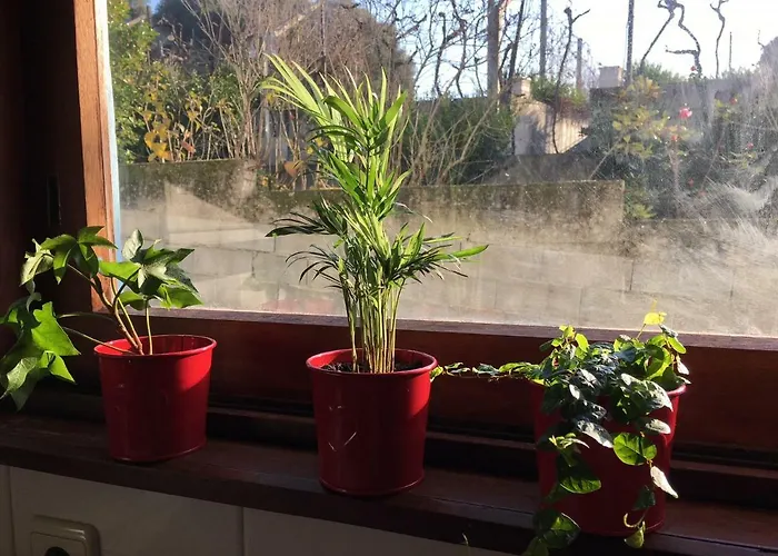 Dom Ruas Peso da Régua